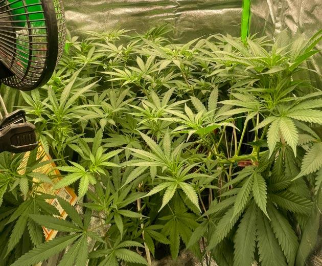 Куст Fullgas от GHS на 6 неделе развития