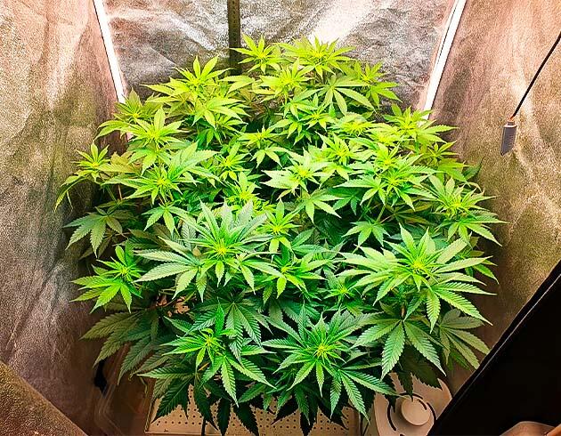 Куст RS11 на фазе цветения