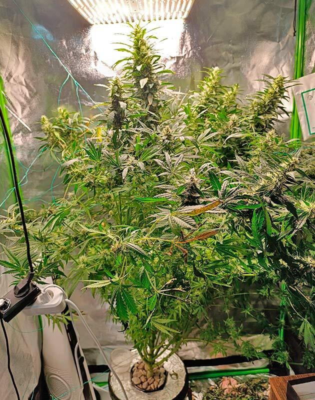 Соцветия каннабиса утяжеляют ветки