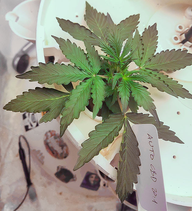 Куст высотой 5 см