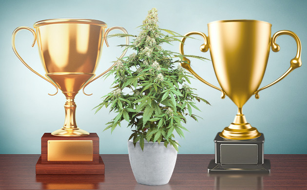 Сорт Zkittlez и кубки