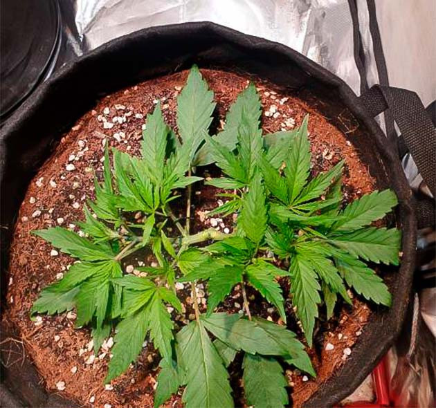 Конопля на 4 неделе выращивания