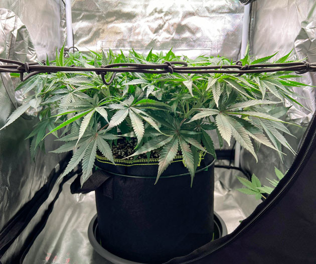 Стадия цветения конопли