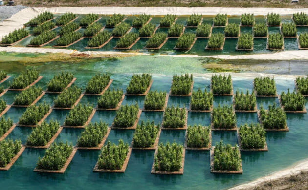 Конопля очищает почву с помощью фиторемедиации