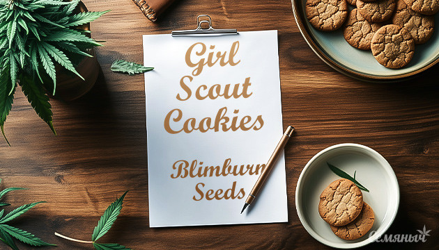 Гроурепорт конопли Girl Scout Cookies