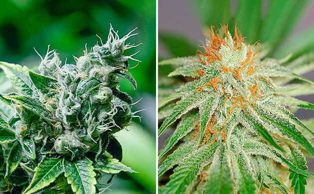 Как состояние трихом влияет на сбор конопли