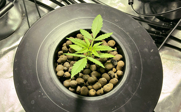 Куст ростом 12 см