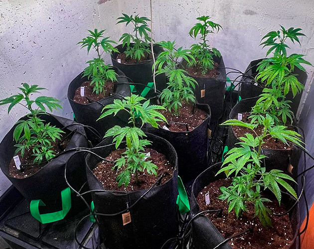 2 неделя роста конопли