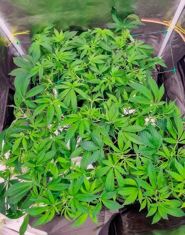 Poddy Mouth от Humboldt Seed Company