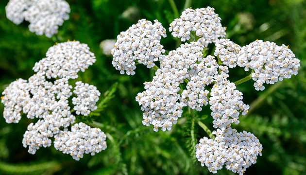 Тысячелистник отпугивает вредных насекомых