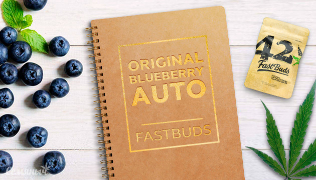 Гроурепорт сорта конопли Original Blueberry Auto