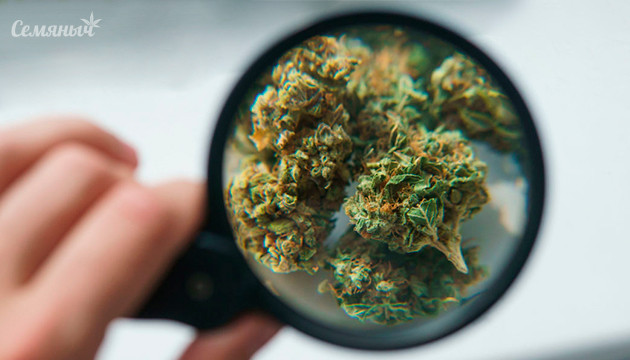 Шишка под увеличением