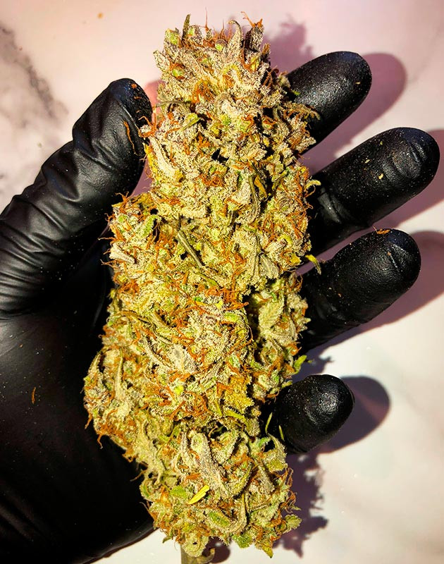 Шишка Original Blueberry Auto