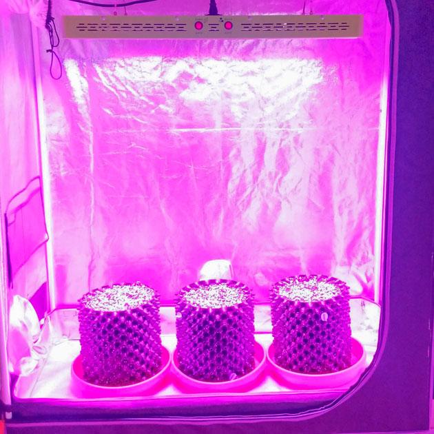 Проращивание сорта Sapphire OG от Humboldt Seed Organization