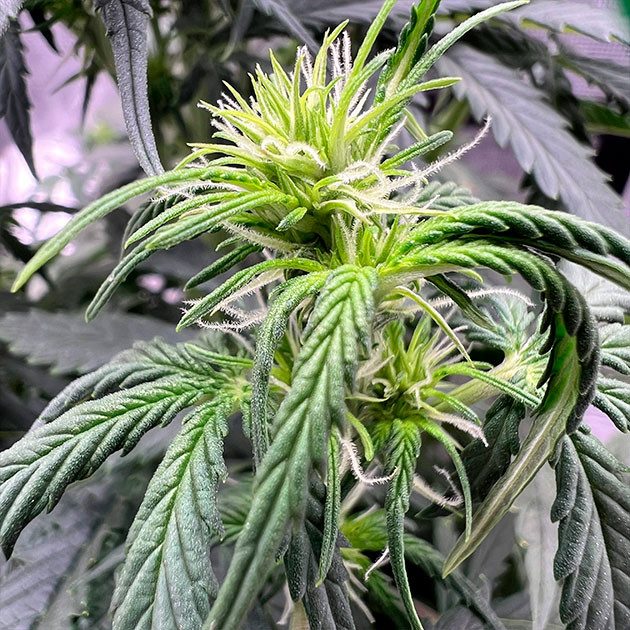 Конопля ростом 48 см