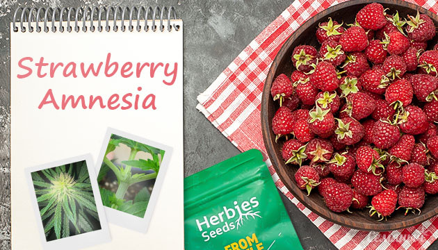 Гроурепорт по выращиванию сорта Strawberry Amnesia