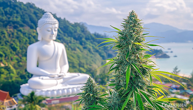 Вклад тайской генетики в селекцию конопли