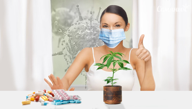 Конопля лучше таблеток