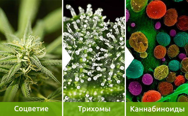 Соцветия, трихомы и каннабиноиды