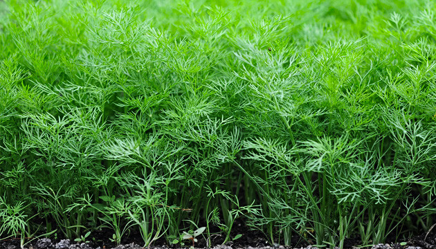 Укроп привлекает пчел