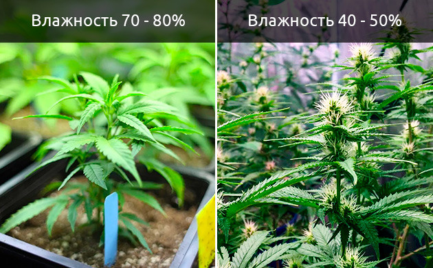 Проблема с листьями из-за низкой влажности