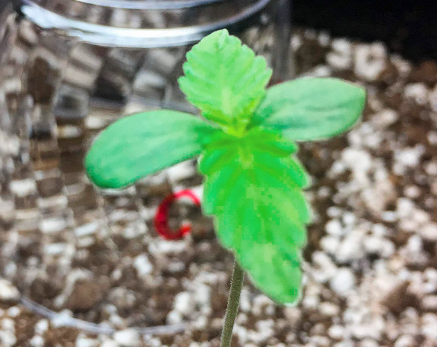 Пророст семян сорта Zkittlez Auto