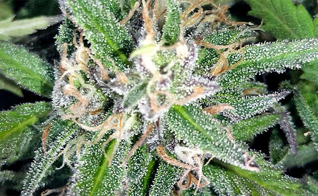 Шишка конопли