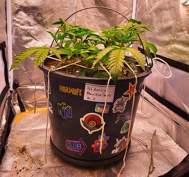 LST-растяжка марихуаны