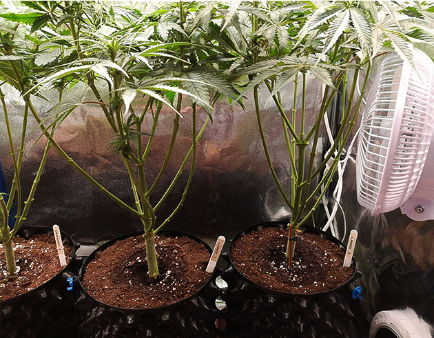 Кусты после обрезки нижних листьев