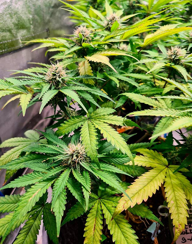 Выращивание Cherry Cola Auto на завершающей стадии