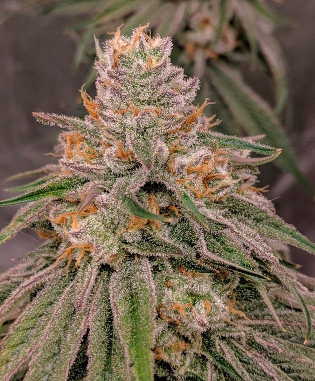 Куст Sapphire OG на последней неделе выращивания