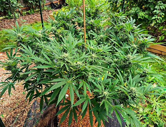 Куст Gorilla Cookies FF на последней неделе цветения