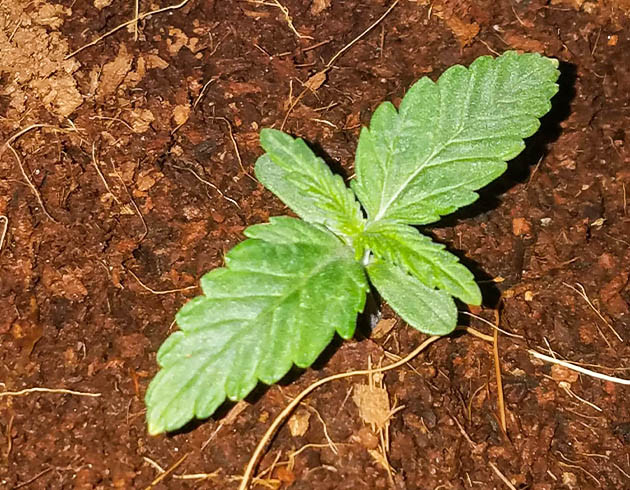 Развитие первых листьев конопли