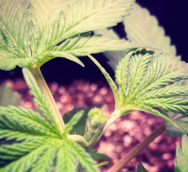 Марихуана после стресса