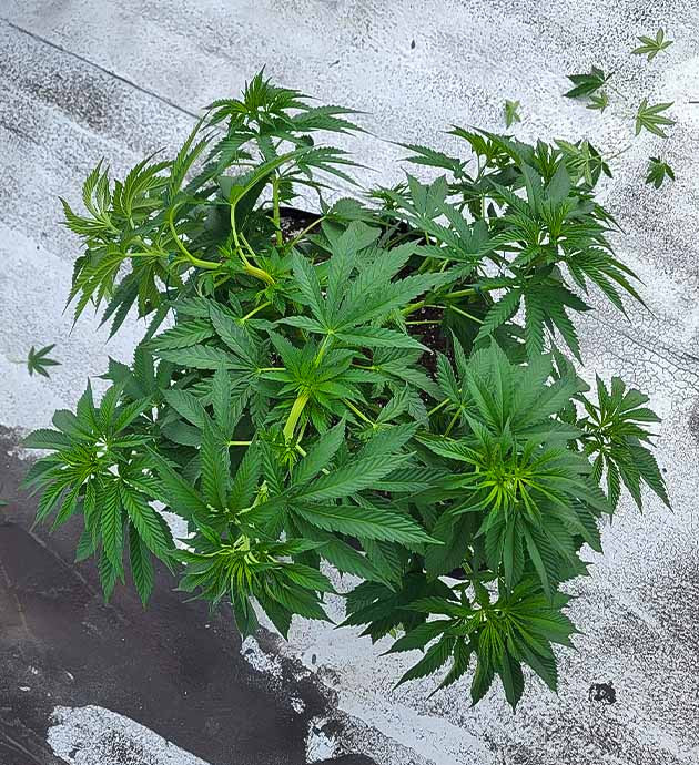 Тренировка растения Runtz Punch