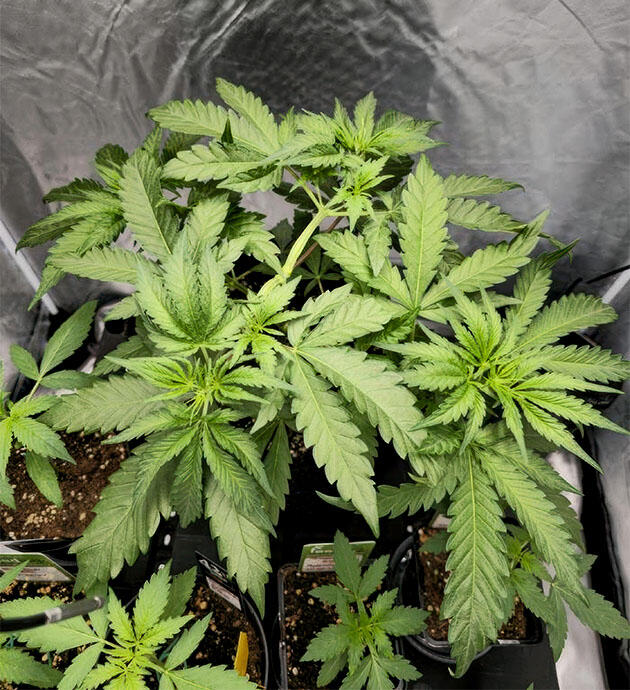 Куст Super Silver Haze от GHS на стадии вегетации