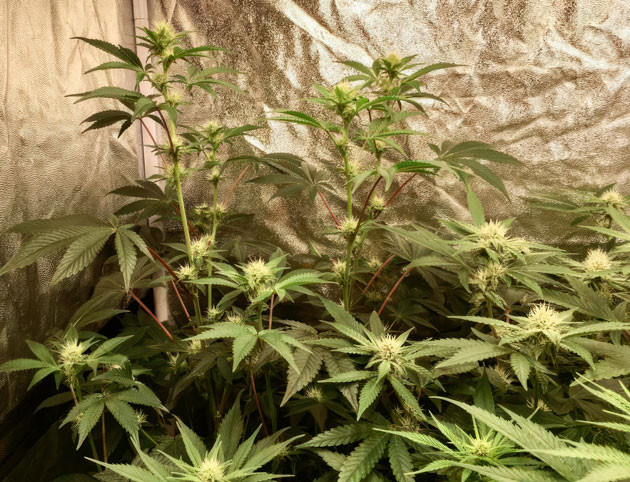 Трихомы каннабиса