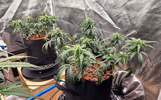 Растения высотой 30 сантиметров