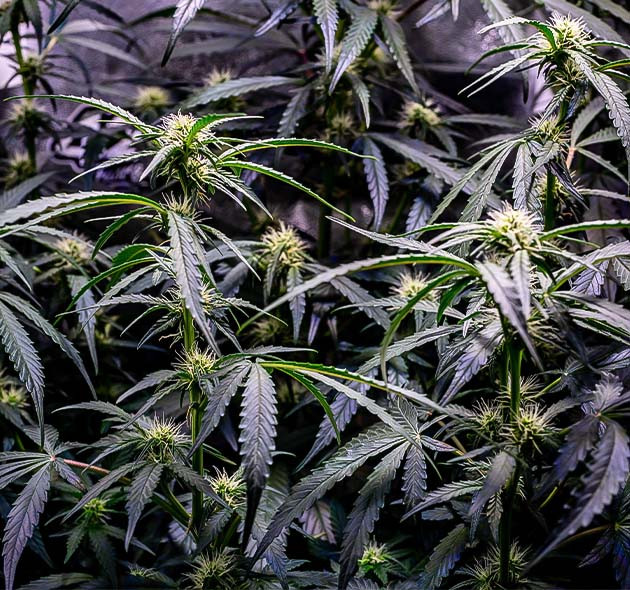 Кусты на 7 неделе выращивания