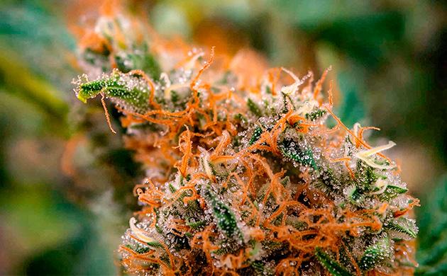 Что такое аллергия на каннабис?