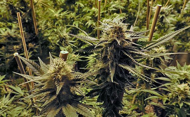 Поддержка ветвей сативы