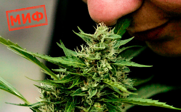 Конопля, выращенная на открытом воздухе, менее ароматная