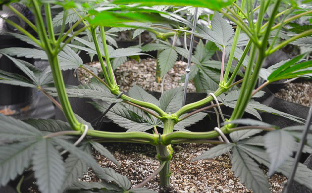 Благоприятное воздействие стресса на коноплю