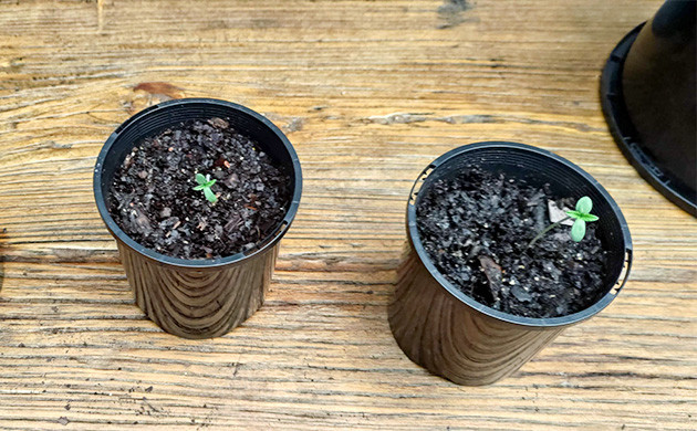 Старт выращивания: Lemon Tree от Barney's Farm