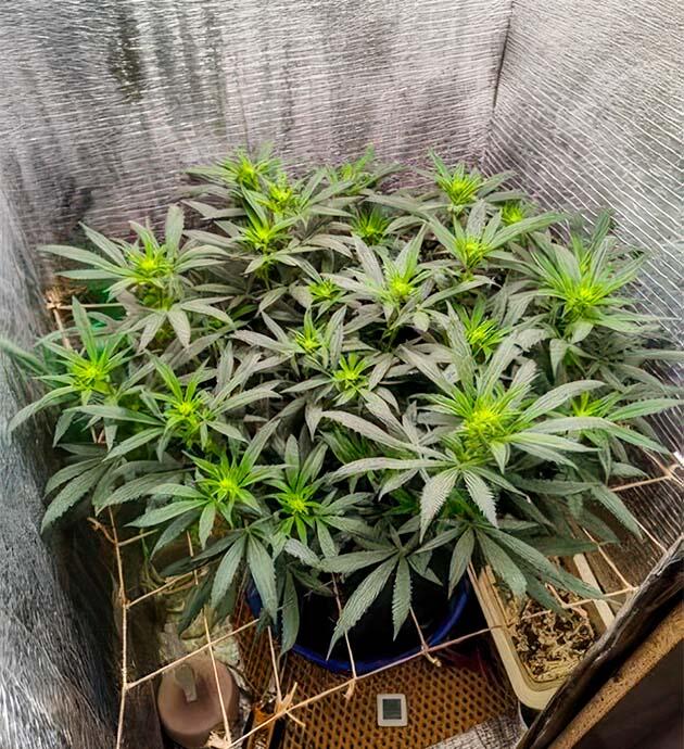 Куст Astral от сидбанка Семяныч на 12-13 неделе