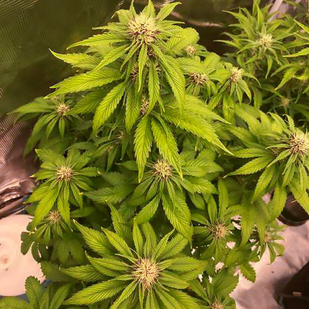 Появление соцветий на кусте марихуаны