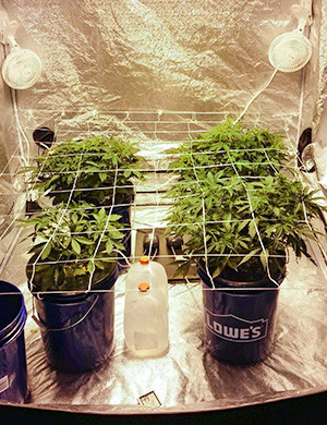 Отставание в росте одного куста