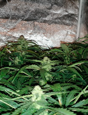 Кусты ростом 68-70 см