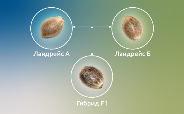 Каннабис: гибриды F1