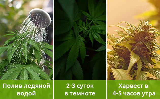 Подготовка растений к харвесту